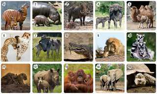 Обучающая игра Нескучные игры Ми-Ми-Мемо, 8049 4