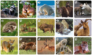 Обучающая игра Нескучные игры Ми-Ми-Мемо, 8050 6