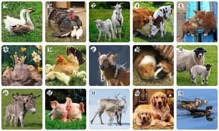 Обучающая игра Нескучные игры Ми-Ми-Мемо, 8051 4