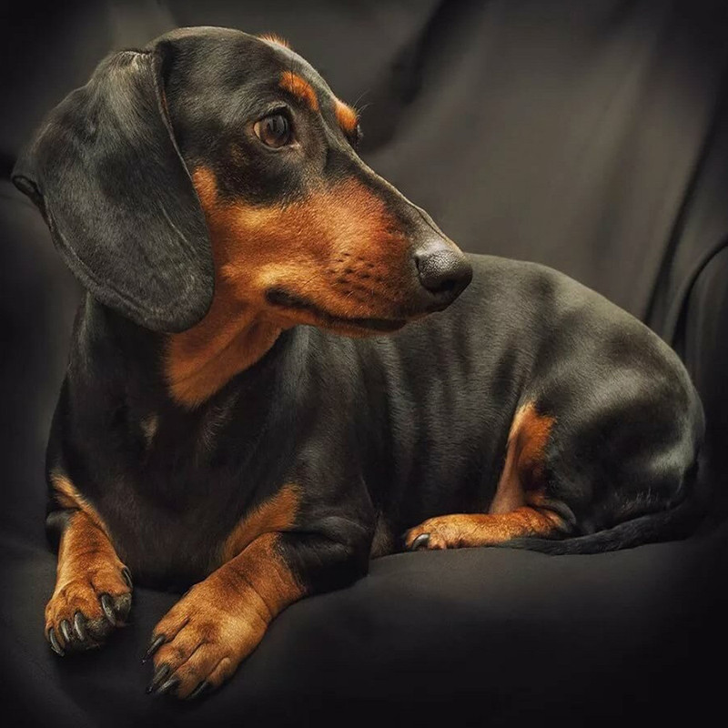 Картина мозаикой 'Такса', 30х30 см, 19 цветов Molly, цвет мульти