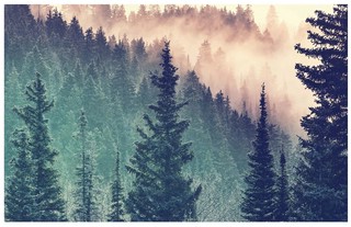 Пазл 'Дерево', 200 элементов  4