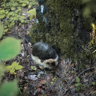 Ежик, 20 см, Hansa 6