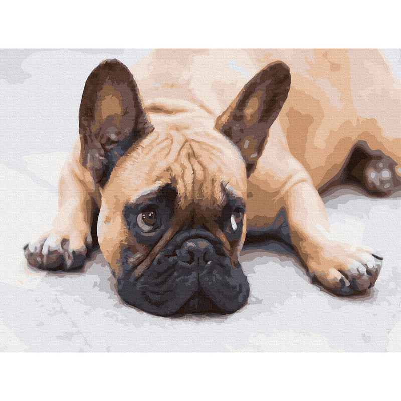Картина по номерам 'Французский бульдог' (23 цвета), 30х40 см Molly