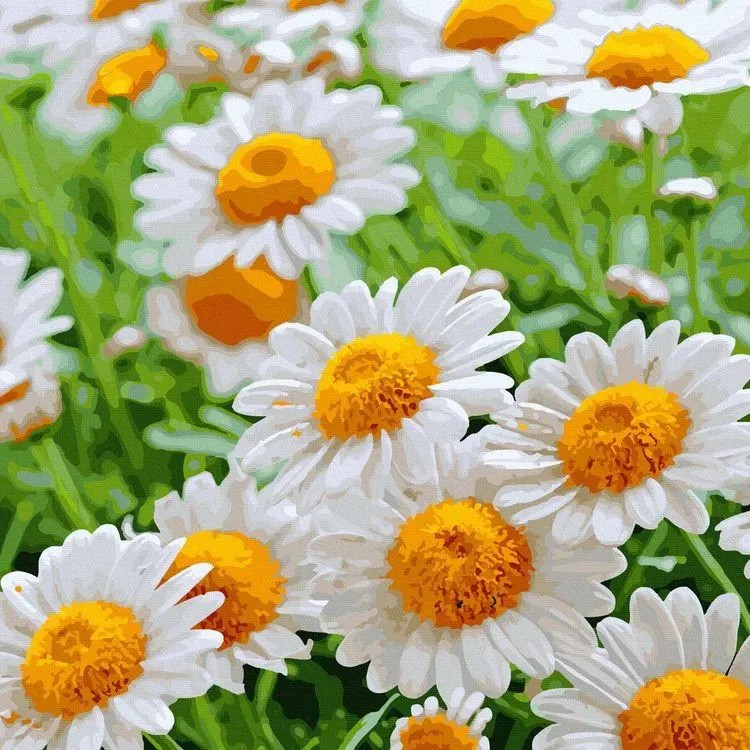 Картина по номерам 'Полевые ромашки' 30х30 см, 27 цветов