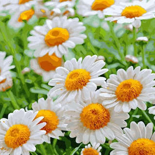 Картина по номерам 'Полевые ромашки' 30х30 см, 27 цветов 1