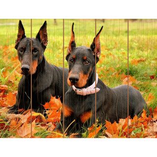 Картина по номерам на дереве 'Доберманы', 30х40 см (20 цветов)  1