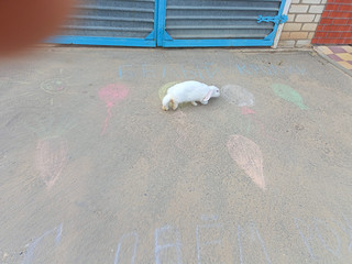 Конкурс Большой конкурс рисунков на асфальте, Ткачёва Екатерина 1