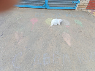 Конкурс Большой конкурс рисунков на асфальте, Ткачёва Екатерина 5