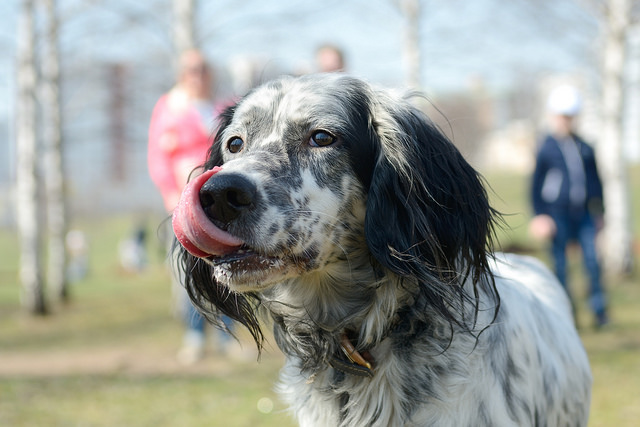 Веселая собака на субботнике в Раменском парке