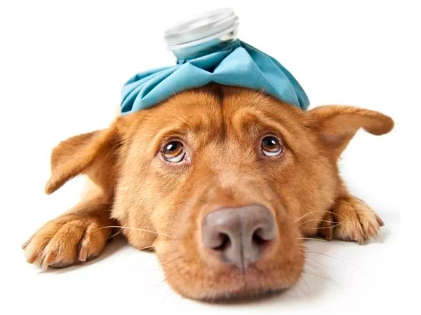 Очаровательная собака Собака