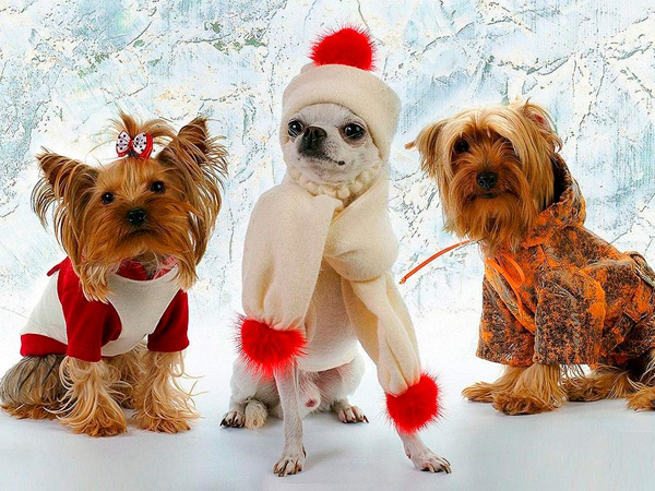 Некоторые собаки любят наряжаться :) Собаки наряжаются