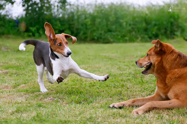 Собаки играют Собаки - это радость