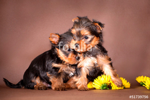 Щенячий визг ваших близких от подарков - хорошая примета в год собаки Маленькие собачки