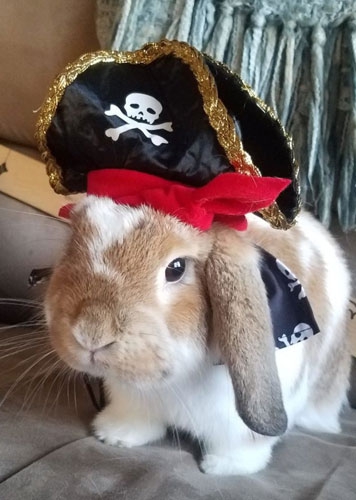 Белый кролик пират