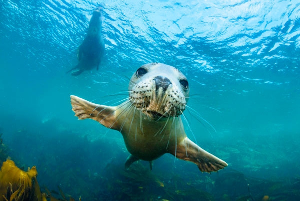 8 июня Всемирный день океанов. Животные