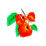 физалис
