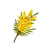 ветка мимозы