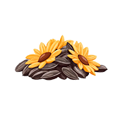 семечки подсолнуха
